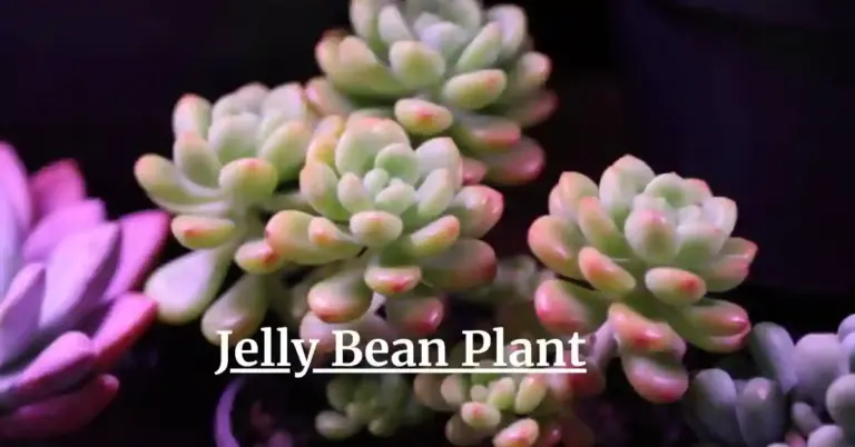 Jelly Bean Plant