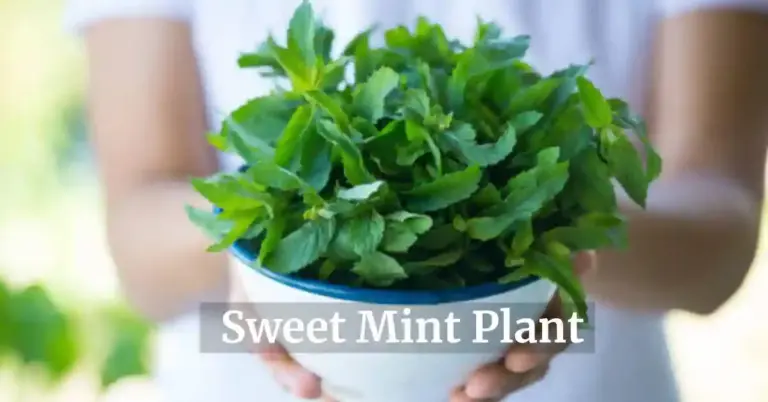 Sweet Mint Plant: