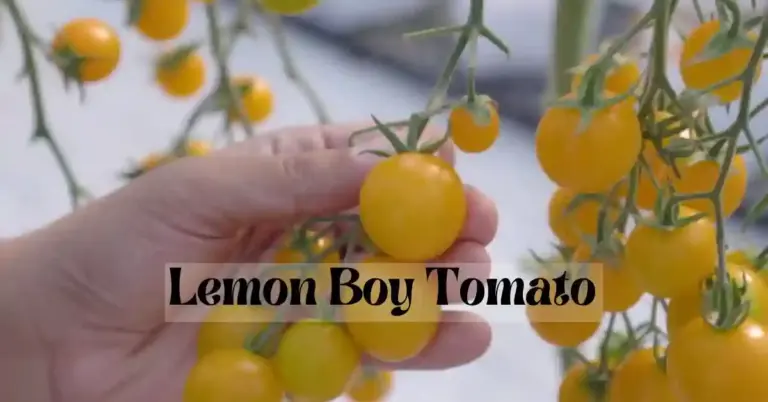 Lemon Boy Tomato