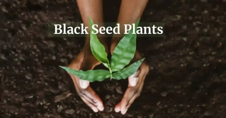 Black Seed Plants