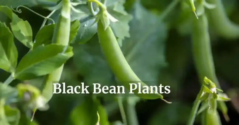 Growing Black Bean Plants: Planting, Caring, and Harvesting Guide