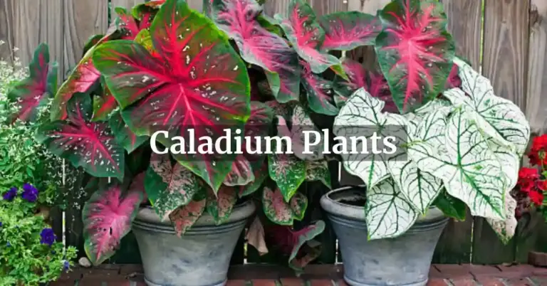 How To Grow Caladium Plants: Variety, Planting, Caring & Benefits