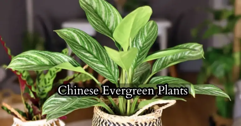 How To Grow Chinese Evergreen Plants: Planting Caring &Benefits