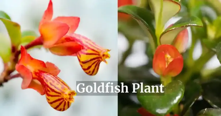 Goldfish Plant