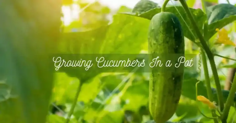 How To Growing Cucumbers In a Pot: Planting, Caring &Harvesting