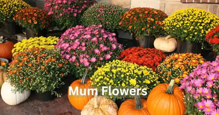 Mum Flowers