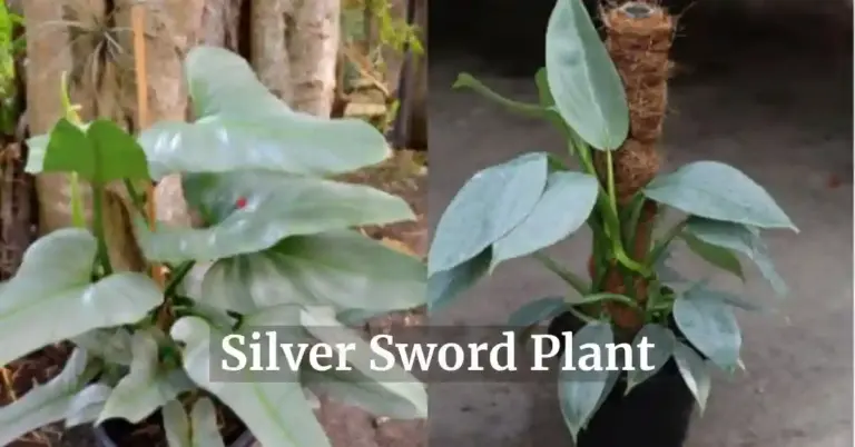 silver sword plant