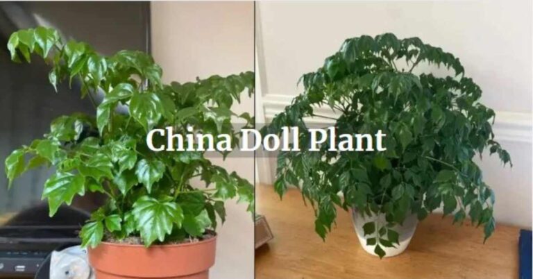 China Doll Plant