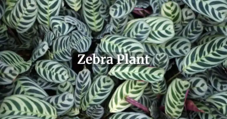 How to Grow Zebra Plant: Planting, Caring, and Benefits Simplified