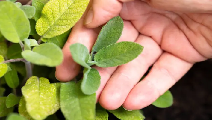  How To Harvesting The Sage 