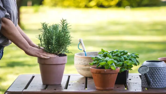 How To Plant The Sage in A Pots