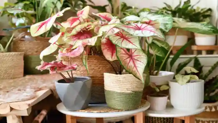 Benefits Of Caladium Plants 