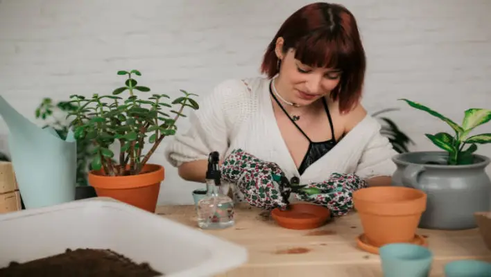 Growing sage in pots