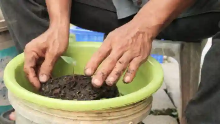 Planting The Caladium Plants 