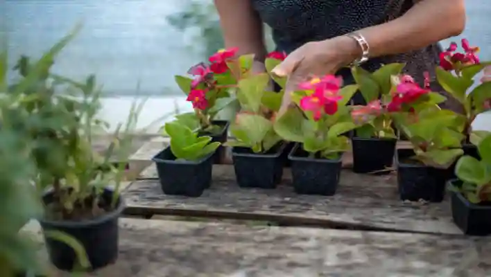 Choosing The Right Variety Of Caladium Plants