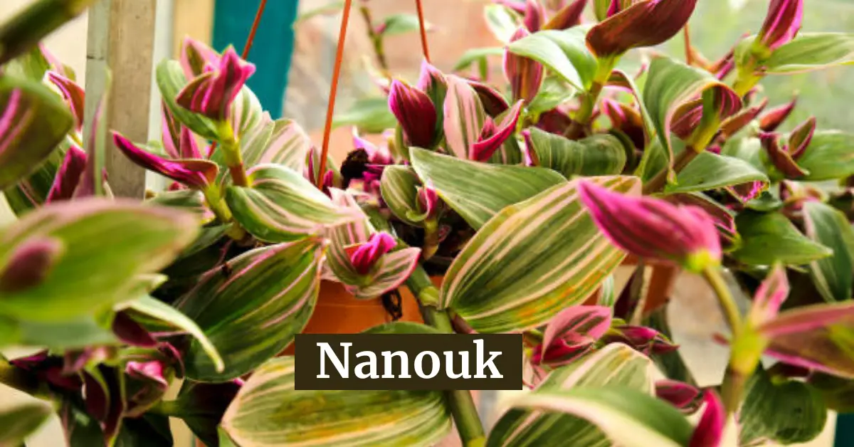 Nanouk