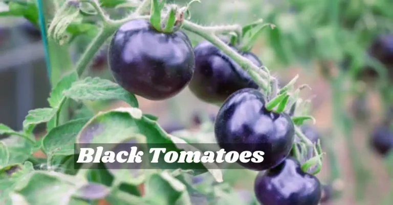 Black Tomatoes