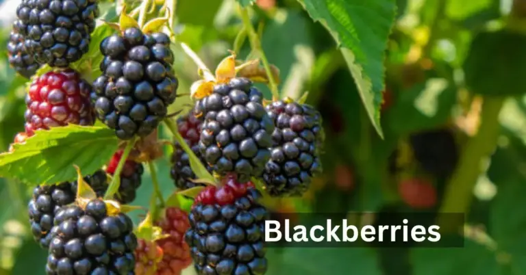 how to grow Blackberries