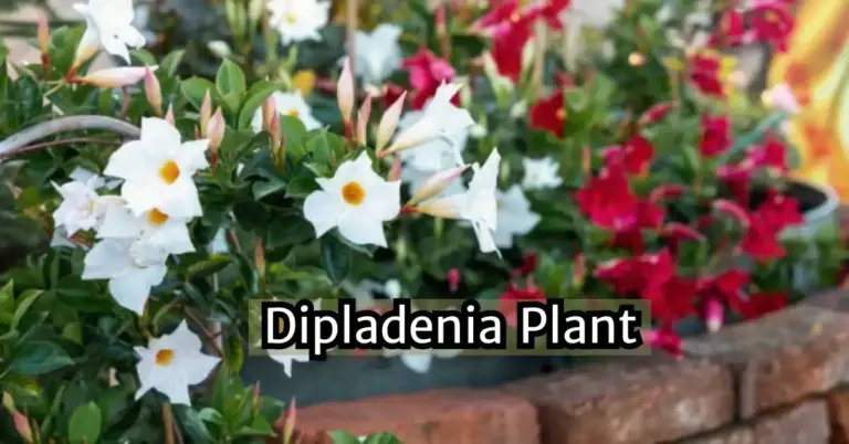 How To Grow Dipladenia Plant : Variety , Planting ,Caring ,&Benefits