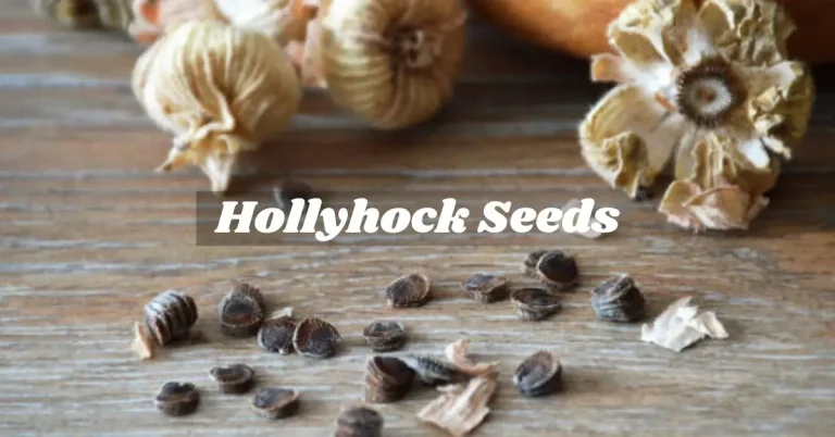 Hollyhock Seeds