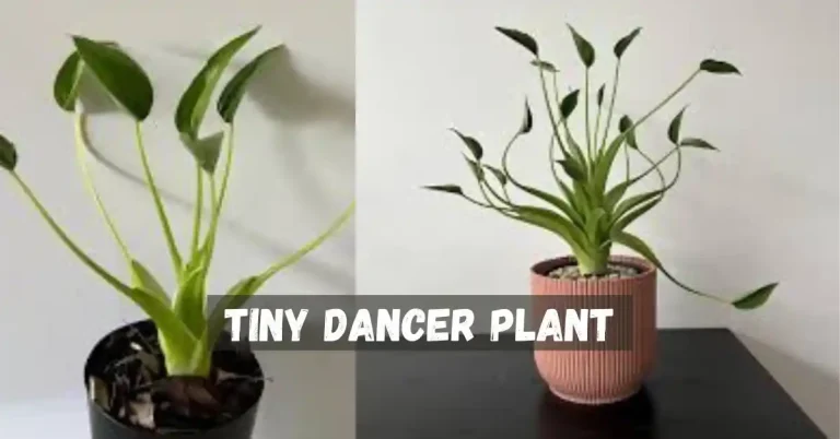 Tiny Dancer Plant