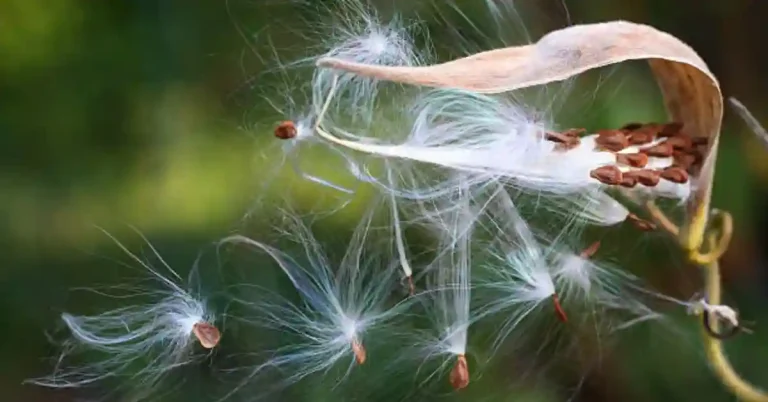 Milkweed Seeds