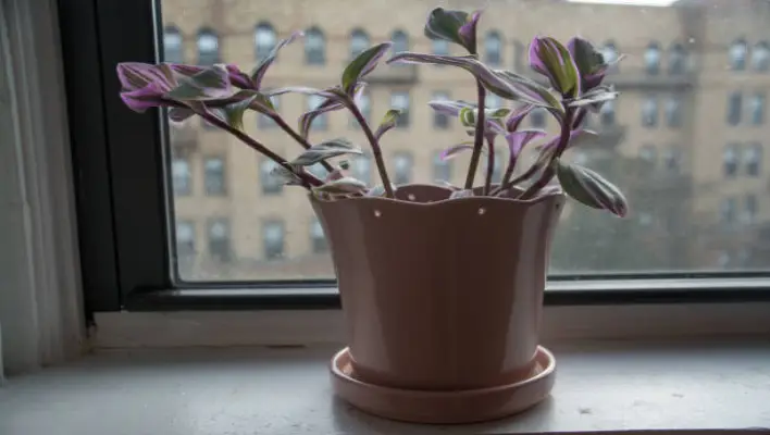 How To Pruning The Tradescantia Nanouk