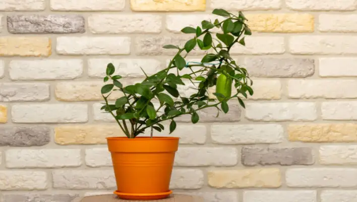 What Is The Benefits Of Jade Pothos Growing At Home 