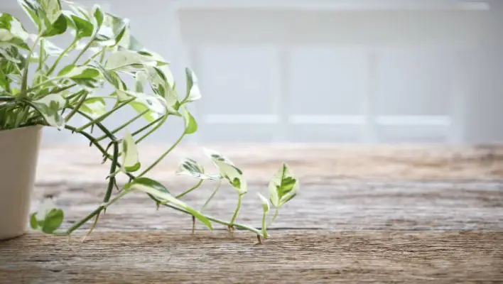 How To Grow Jade Pothos