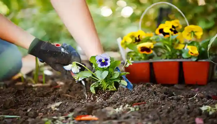 Planting The Violas Flowers For Seeds