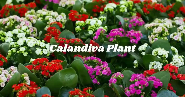 Calandiva Plant