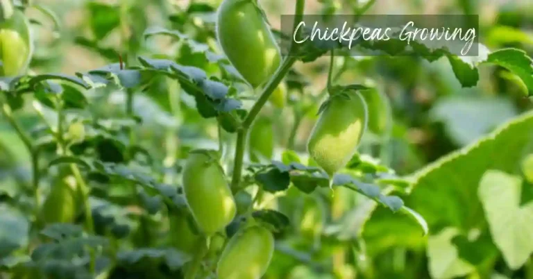 Chickpeas Growing