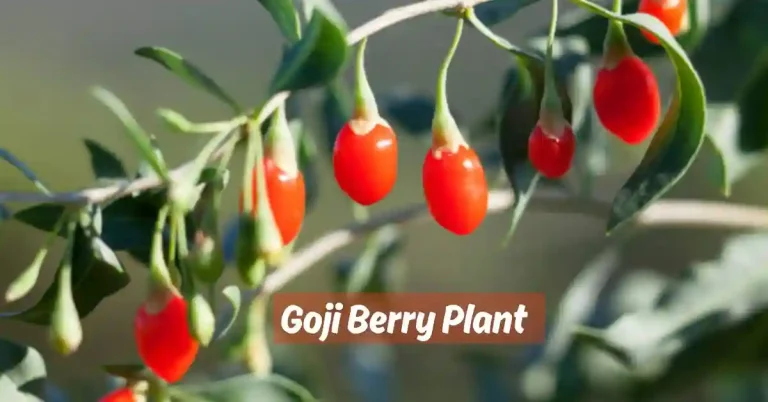 Goji Berry Plant