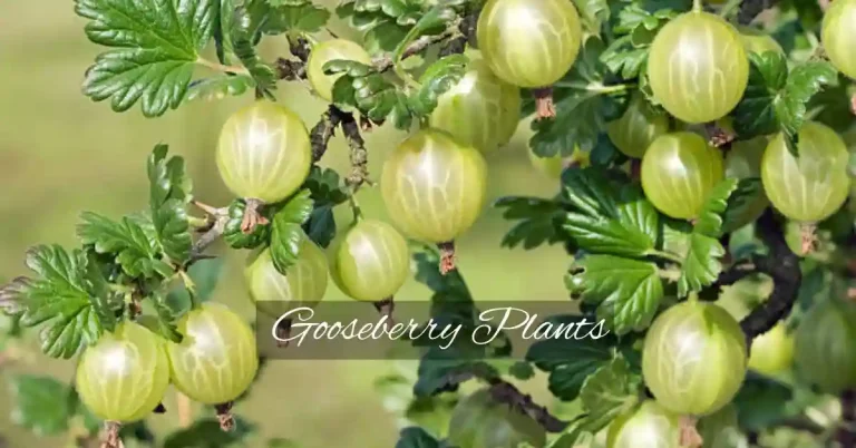 Gooseberry Plants