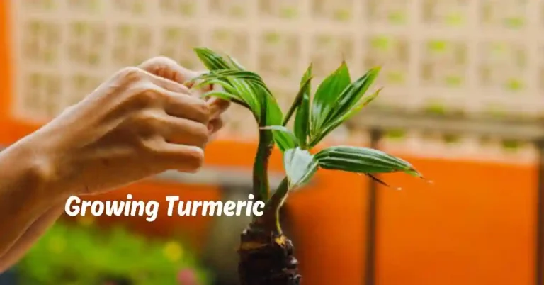 Growing Turmeric