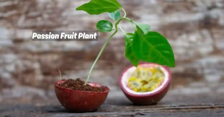 Passion Fruit Plant: Growing, Planting, Caring, Harvesting & Benefits 