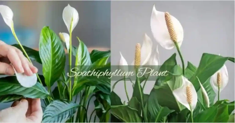 Spathiphyllum Plant