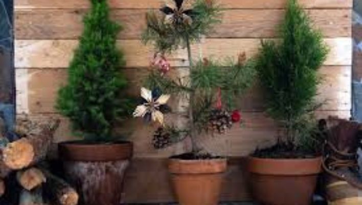 How To Care The Christmas Tree Plant 