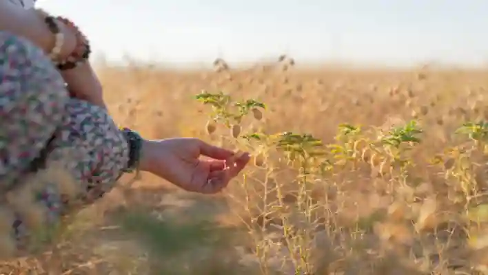 How To Harvest The Chickpeas