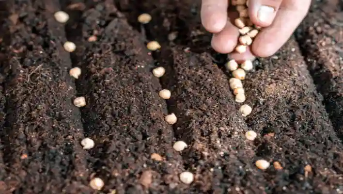 Chickpeas Growing