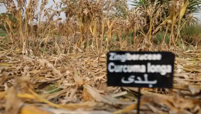 How To Harvest Turmeric