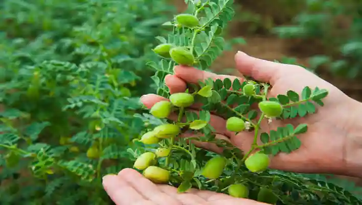 Where Do Chickpeas Grow