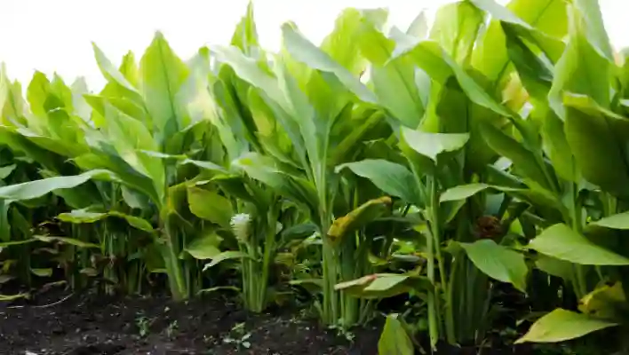 Growing turmeric