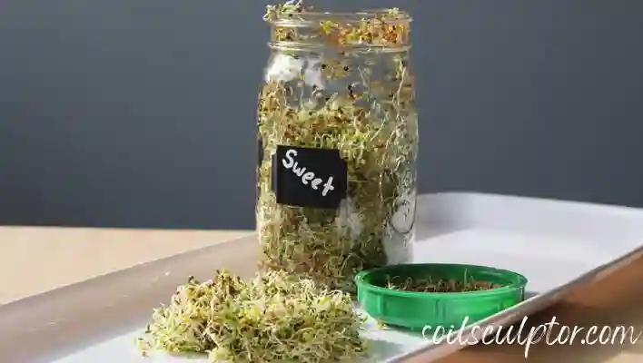 jar of sprout 