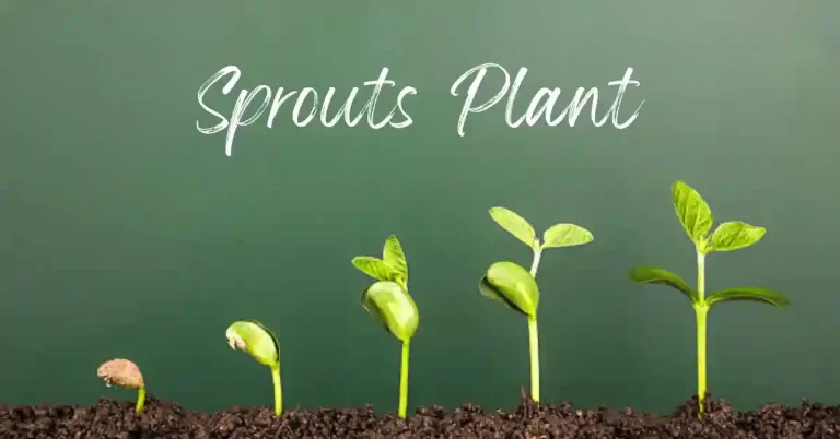 Sprouts Plant