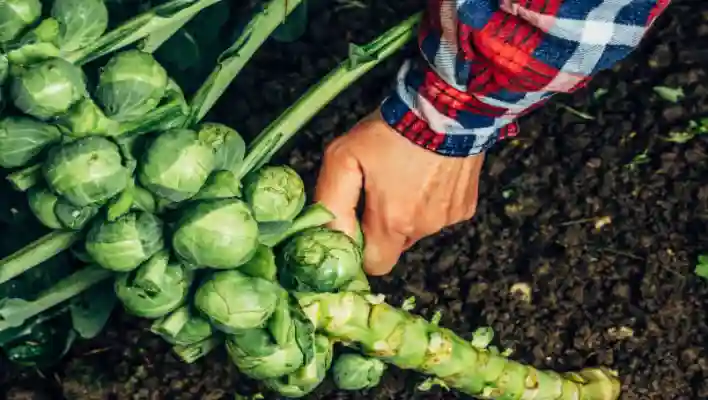 How To Harvest The Sprouts Plant 