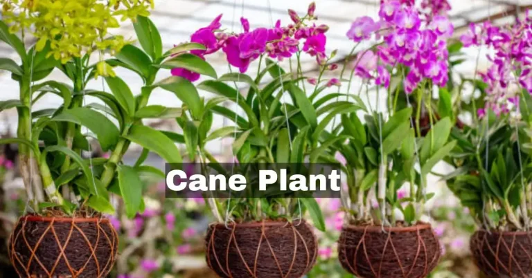 cane plants