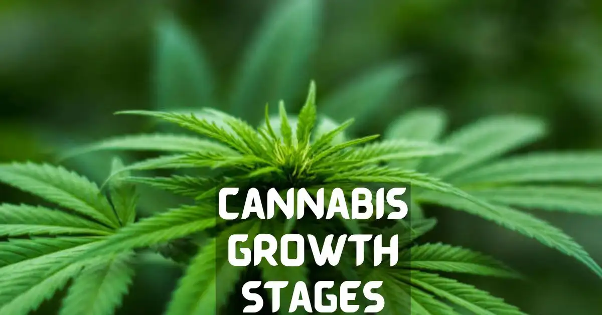 Cannabis Growth Stages