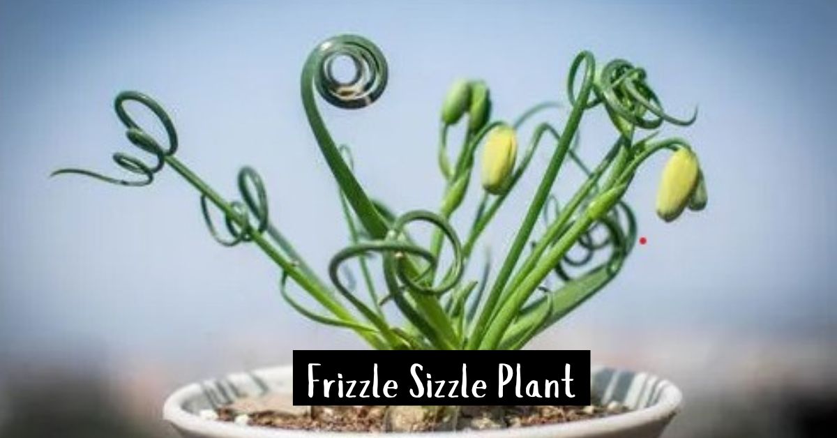 Frizzle Sizzle Plant