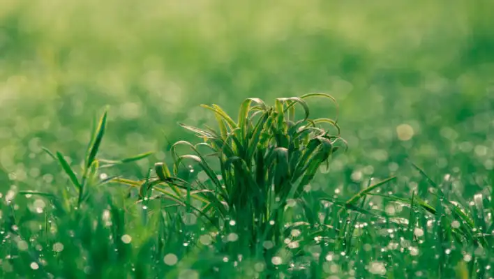 Why Are Growing Frizzle Sizzle Plant 